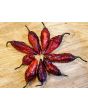 Hot Pepper 'Redgum Tiger MAMP x Chocolate Nagabrains' Seeds (Certified Organic)