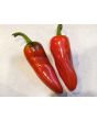 Hot Pepper ‘Aji Panca’ Seeds (Certified Organic)