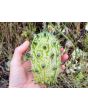 Jelly Melon (Kiwano) AKA African Horned Cucumber Seeds