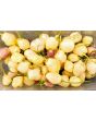 Hot Pepper 'Sugar Rush Cream' Seeds (Certified Organic)