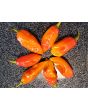 Hot Pepper ‘Red Fatalii’ Seeds (Certified Organic)