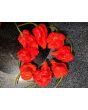 Hot Pepper ‘Zing’ Seeds (Certified Organic)