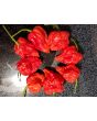 Hot Pepper ‘Zing’ Seeds (Certified Organic)