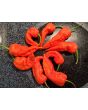 Hot Pepper ‘Naga Death’ Seeds (Certified Organic)
