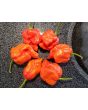 Hot Pepper ‘Naga Death’ Seeds (Certified Organic)
