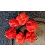Hot Pepper ‘Bahamian Beast' Seeds (Certified Organic)