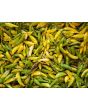 Hot Pepper 'Aji Lemon Drop' Seeds (Certified Organic)