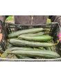 Gourd 'Sponge Luffa'