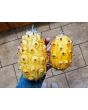Jelly Melon (Kiwano) AKA African Horned Cucumber Seeds