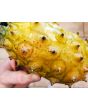 Jelly Melon (Kiwano) AKA African Horned Cucumber Seeds