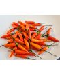 Hot Pepper 'Tabasco' Seeds (Certified Organic)