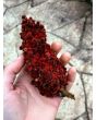 Staghorn Sumac Seeds (Certified Organic)