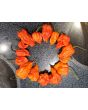 Hot Pepper ‘Zing’ Seeds (Certified Organic)