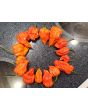 Hot Pepper ‘Zing’ Seeds (Certified Organic)