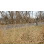 Switchgrass Seeds (Certified Organic)