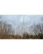 Switchgrass Seeds (Certified Organic)