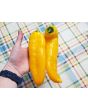 Pepper 'Super Sweet Giant Yellow' Seeds (Certified Organic)