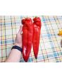 Pepper 'Super Sweet Giant Red' Seeds (Certified Organic)