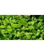 Burdock Seeds (Certified Organic)