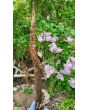 Burdock Seeds (Certified Organic)