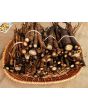 Burdock Seeds (Certified Organic)