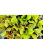 Lettuce 'Freckles' Seeds (Certified Organic)