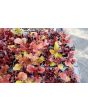 Lettuce 'Valentine Mix' Seeds (Certified Organic)