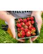 Strawberry 'Honeoye' Plants (4" Pot, single)
