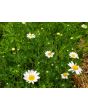 German Chamomile Seeds (Certified Organic)