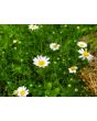 German Chamomile Seeds (Certified Organic)