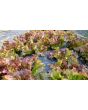Lettuce 'New Red Fire' Seeds (Certified Organic)
