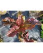Lettuce 'Lolla Rossa' Seeds (Certified Organic)