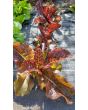 Lettuce 'Lolla Rossa' Seeds (Certified Organic)