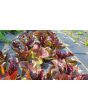 Lettuce 'Red Romaine' Seeds (Certified Organic)