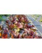 Lettuce 'Red Romaine' Seeds (Certified Organic)