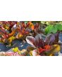Lettuce 'Red Romaine' Seeds (Certified Organic)