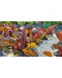 Lettuce 'Red Romaine' Seeds (Certified Organic)