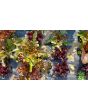 Lettuce 'Valentine Mix' Seeds (Certified Organic)