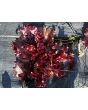 Lettuce 'Valentine Mix' Seeds (Certified Organic)