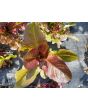 Lettuce 'Valentine Mix' Seeds (Certified Organic)