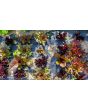 Lettuce 'Valentine Mix' Seeds (Certified Organic)