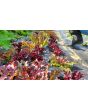 Lettuce 'Valentine Mix' Seeds (Certified Organic)