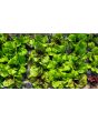 Lettuce 'Freckles' Seeds (Certified Organic)