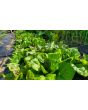Lettuce 'Freckles' Seeds (Certified Organic)