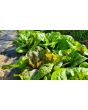 Lettuce 'Freckles' Seeds (Certified Organic)