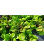 Lettuce 'Freckles' Seeds (Certified Organic)