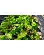 Lettuce 'Freckles' Seeds (Certified Organic)