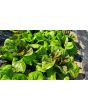 Lettuce 'Freckles' Seeds (Certified Organic)
