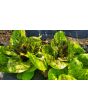 Lettuce 'Freckles' Seeds (Certified Organic)
