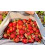 Strawberry 'Honeoye' Plants (4" Pot, single)